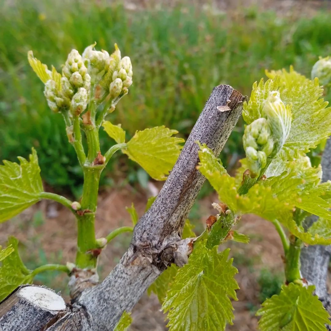 Domaine des Granges