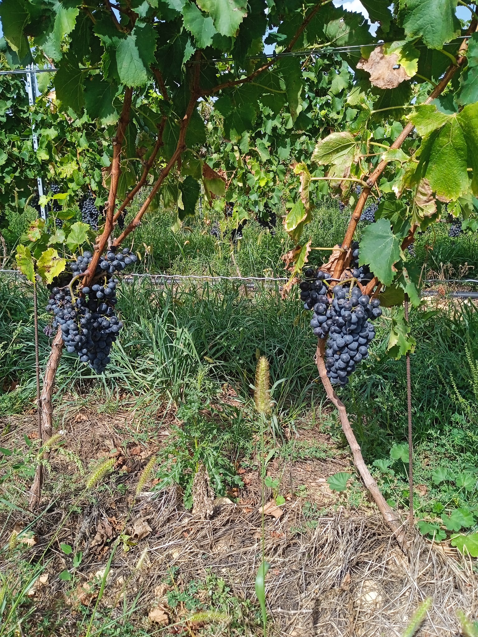 Domaine des Granges