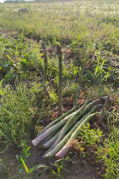 Barneron Asperges