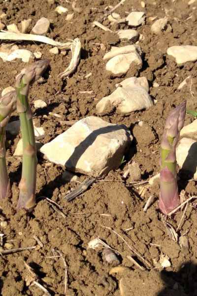 Barneron Asperges