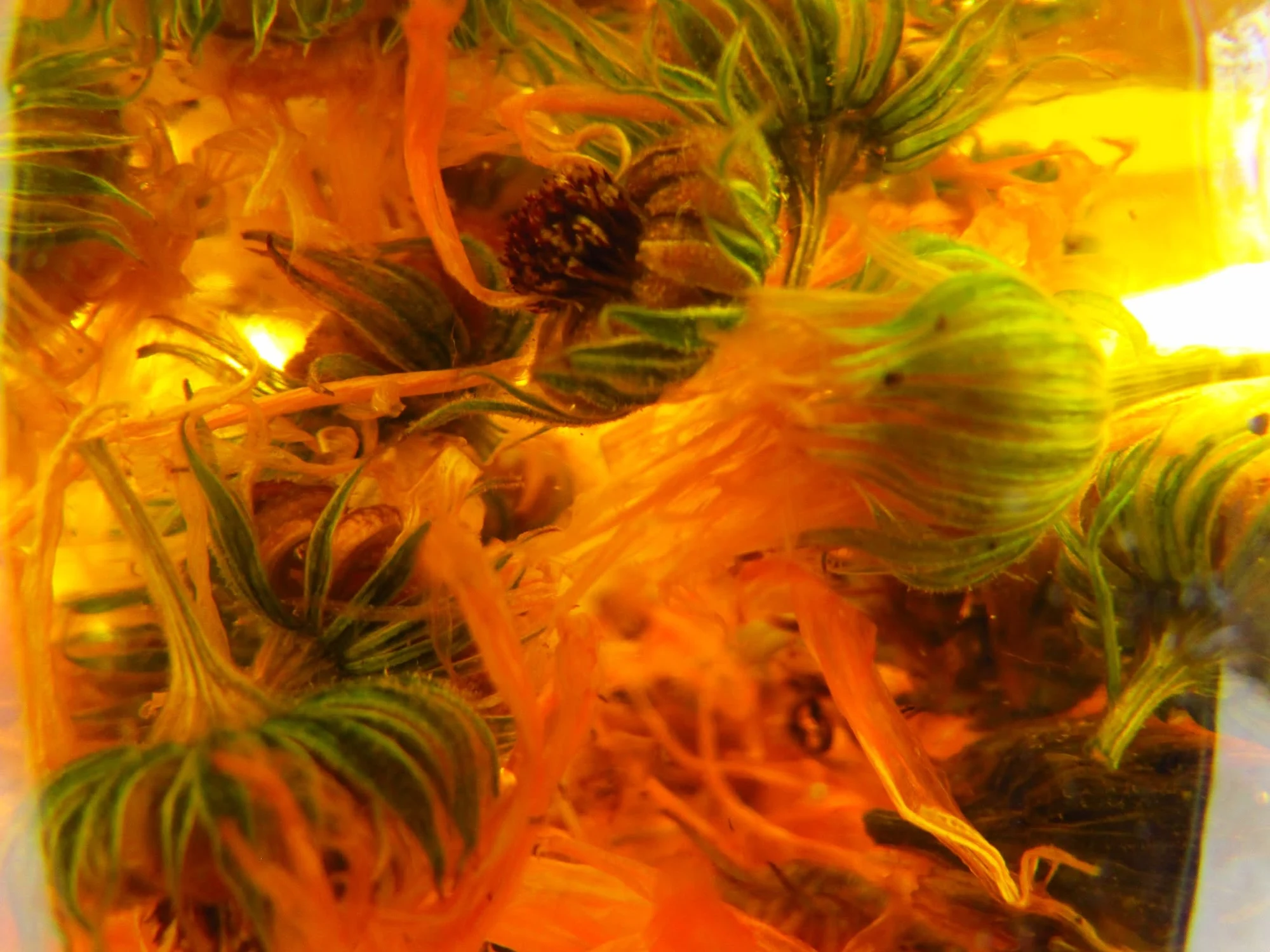 La magie des plantes