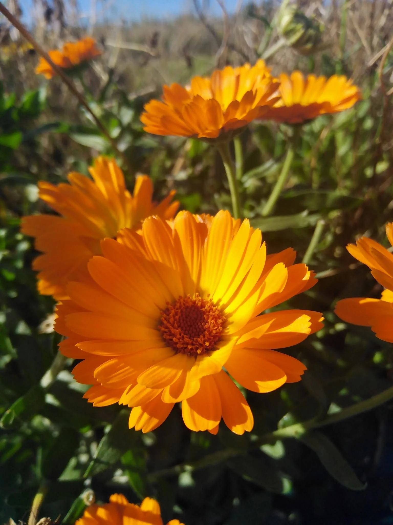 La magie des plantes