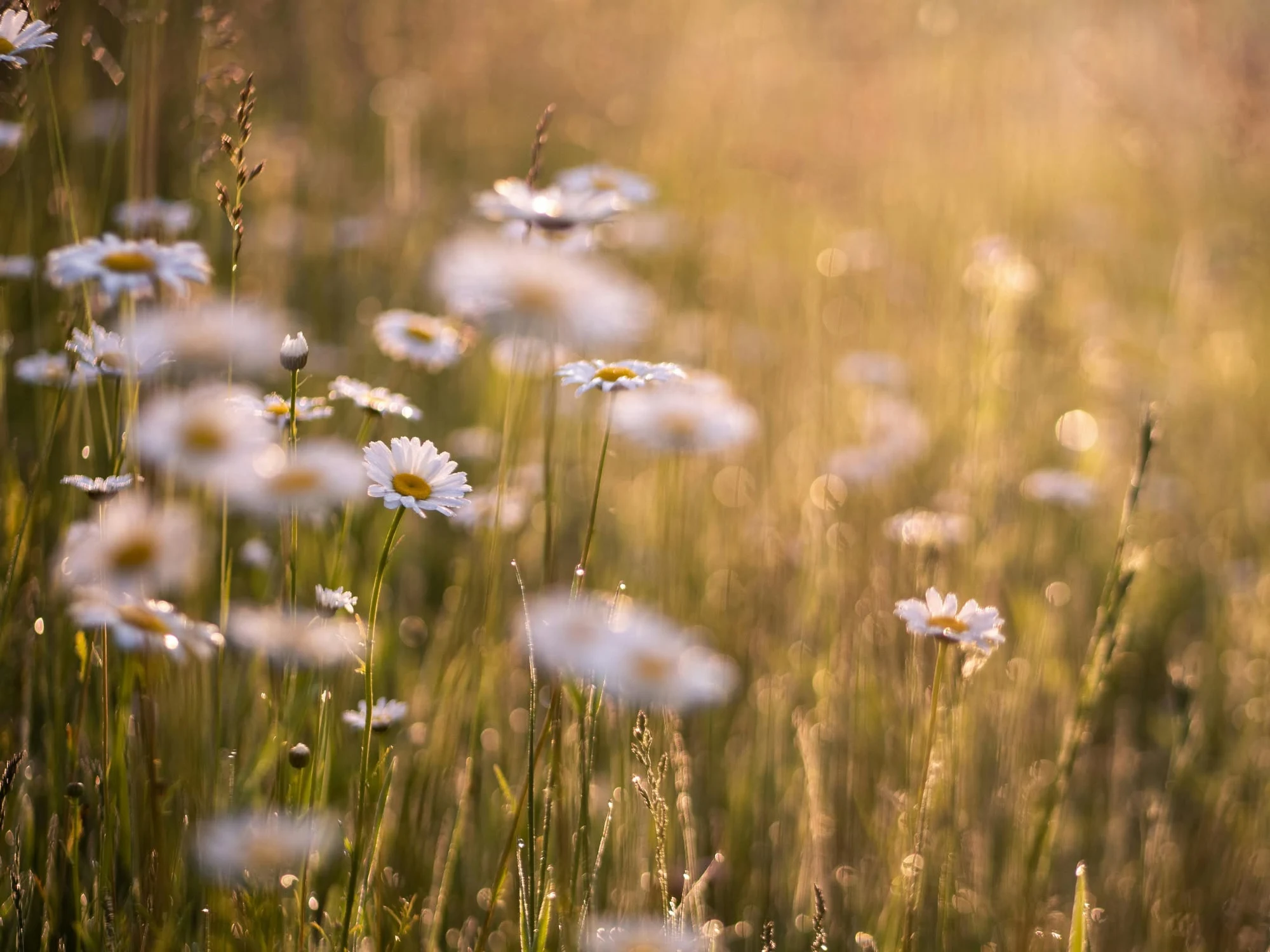 La magie des plantes
